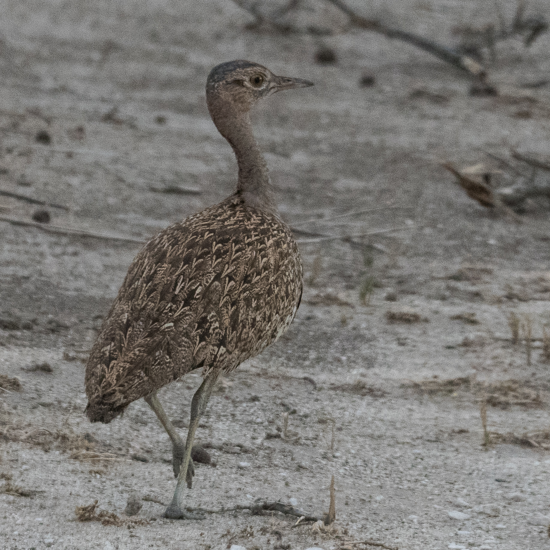 Outarde houpette (Red-crested Korhaan, Afrotis afraoides), gros plan d'un mâle adulte, Onguma Nature Reserve, Etosha, Namibie.